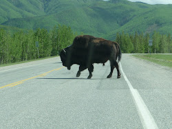 Bison Crossing the road