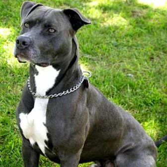 K9 101 The American Pitbull