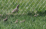 Gray Partridge family