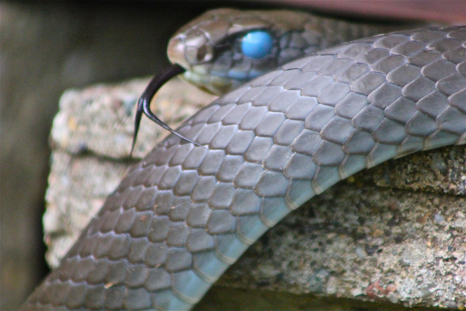 Beyond My Garden Blue Eyed Invader