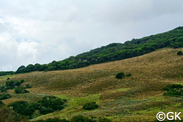 Afroalpines Hochmoorgelände wechselt sich ab mit dichtem Regenwald.