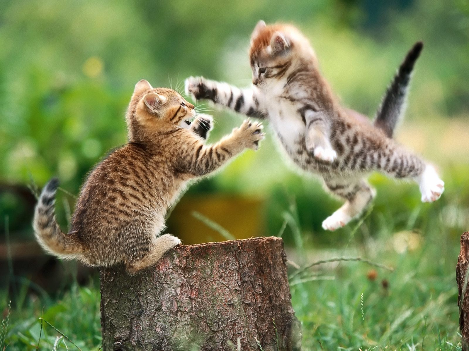 http://2.bp.blogspot.com/-G-9GJqpvSkw/T4Uoo7YBnKI/AAAAAAAAAgQ/ggkdP_Az4Q4/s1600/animal_0005.jpg