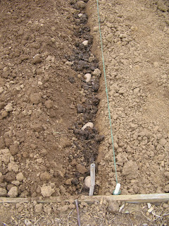 potatoes in manure trench ready to be covered
