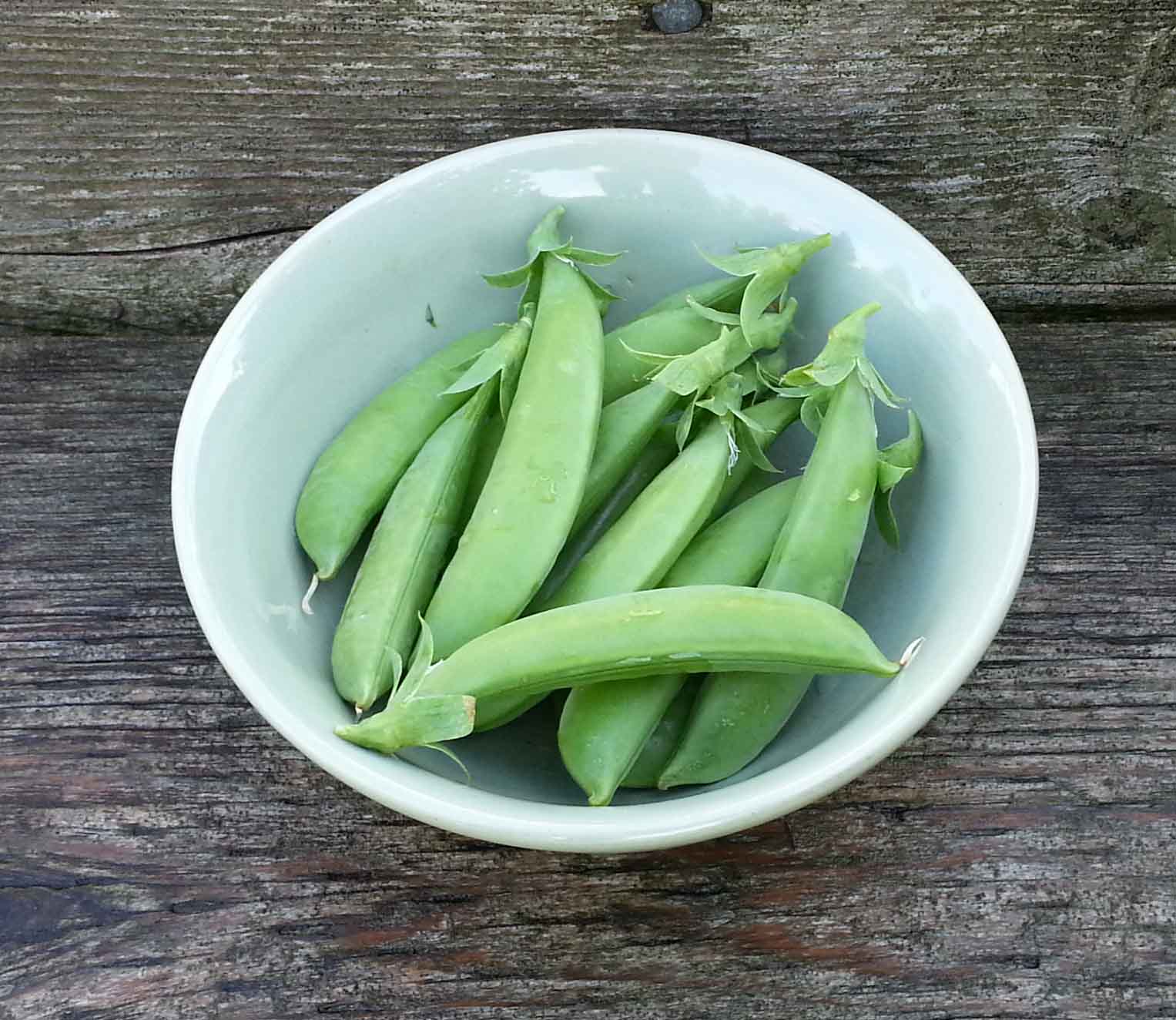 The Gardening Me End of Season Review Peas