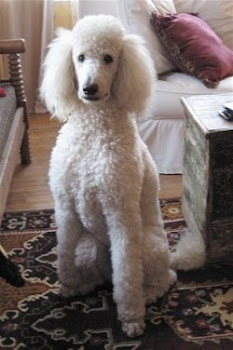 poodle