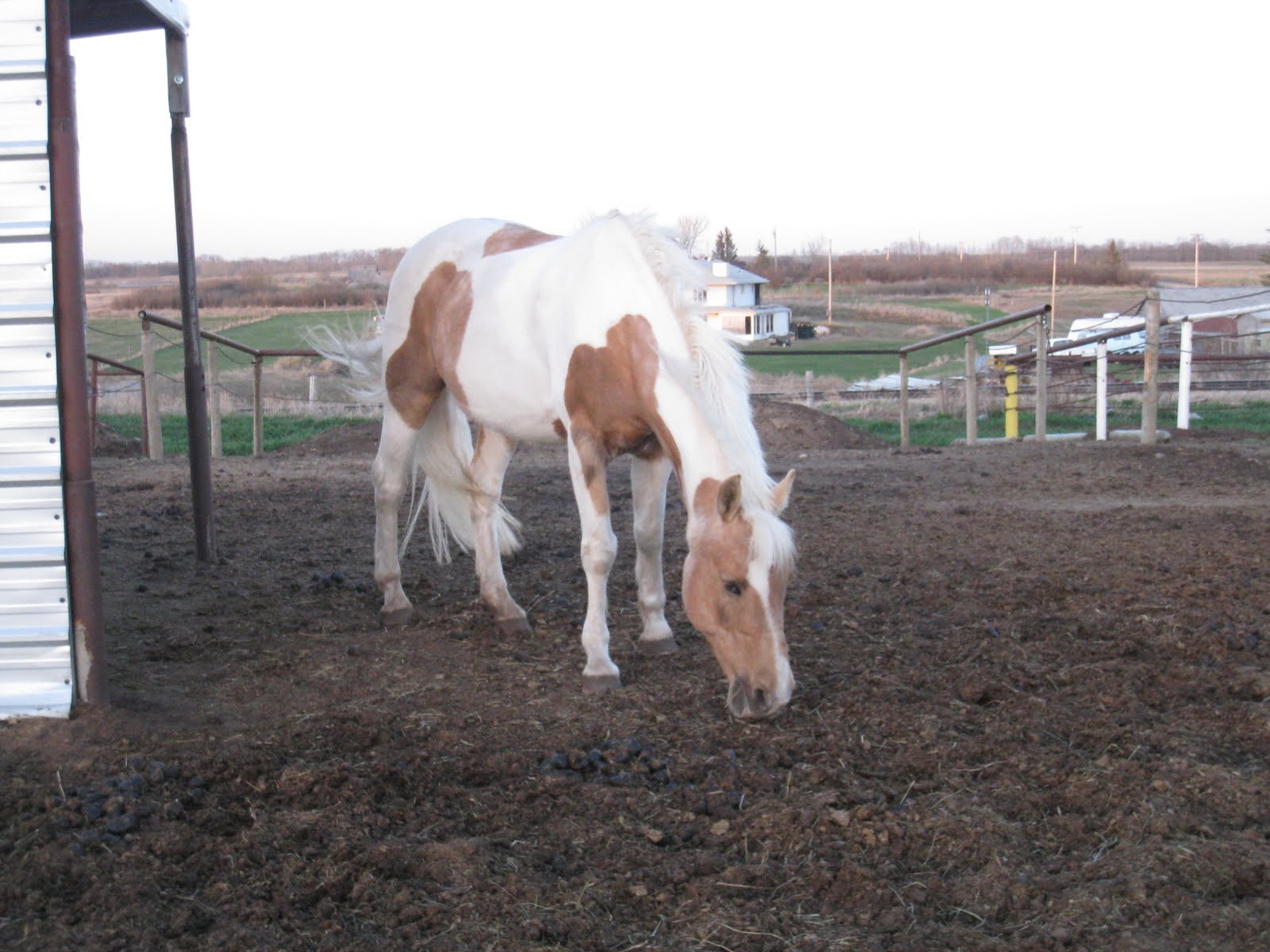 gallowaysincalgary Horseriding at English Riding Academy in Calgary