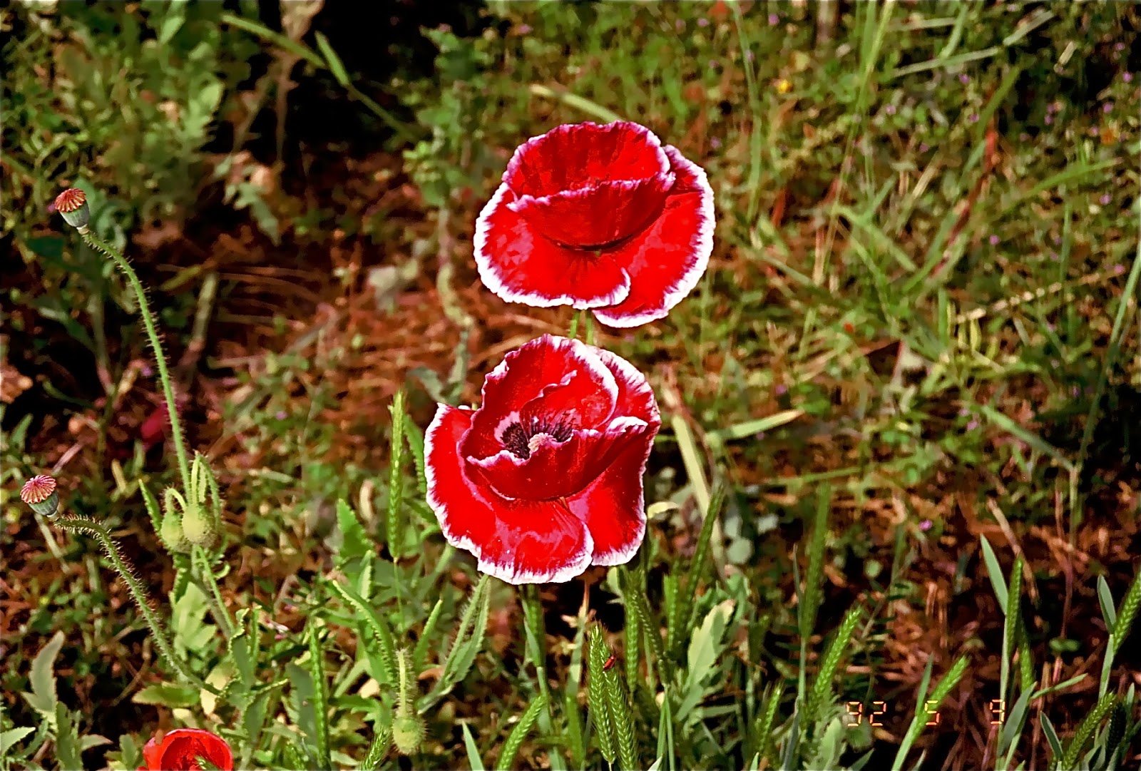 Je Suis Au Jardin