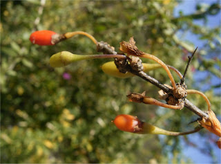 Lycium oxycarpum fruit
