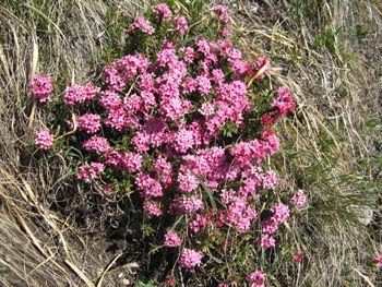 Daphne striata (Dafne di montagna)