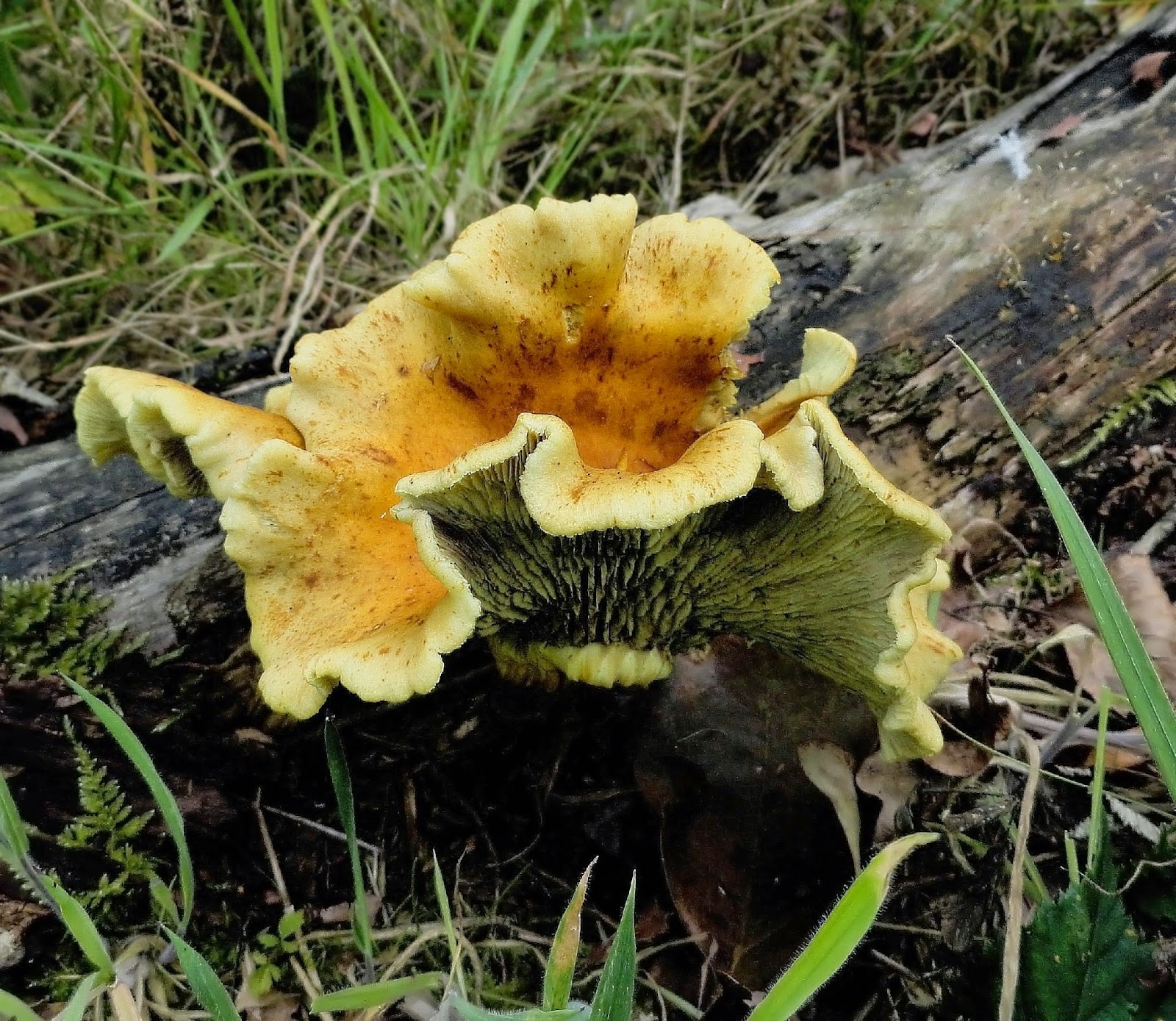 Weert en natuur: oktober 2014