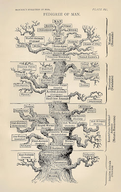 Haeckel's first FAMILY TREE for MAN