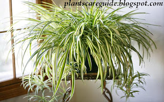 Caring the Spider Plant