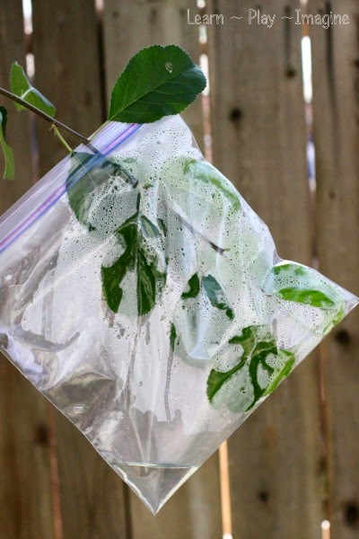 Leaf science for kids - a simple demo to teach how leaves get water from trees
