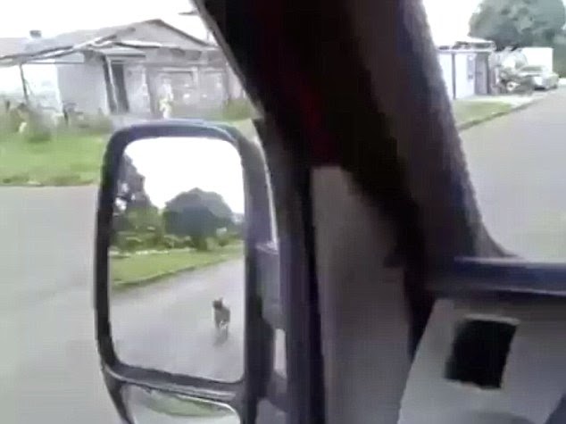  perro persigue a la ambulancia que lleva a su dueño. 