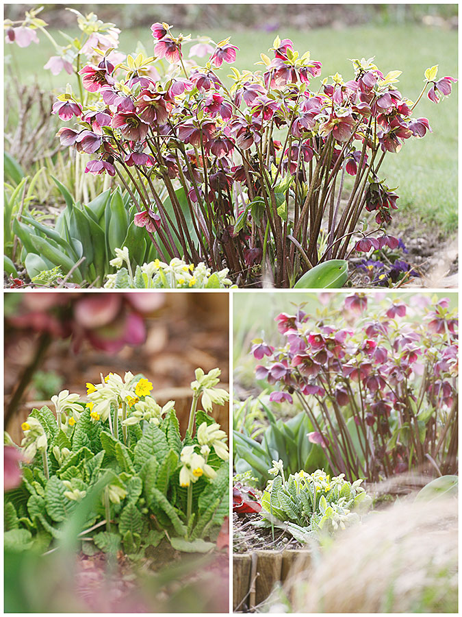 Lenten roses and English Cowslips in flower in the March garden Lenten roses and English Cowslips in flower in the March garden