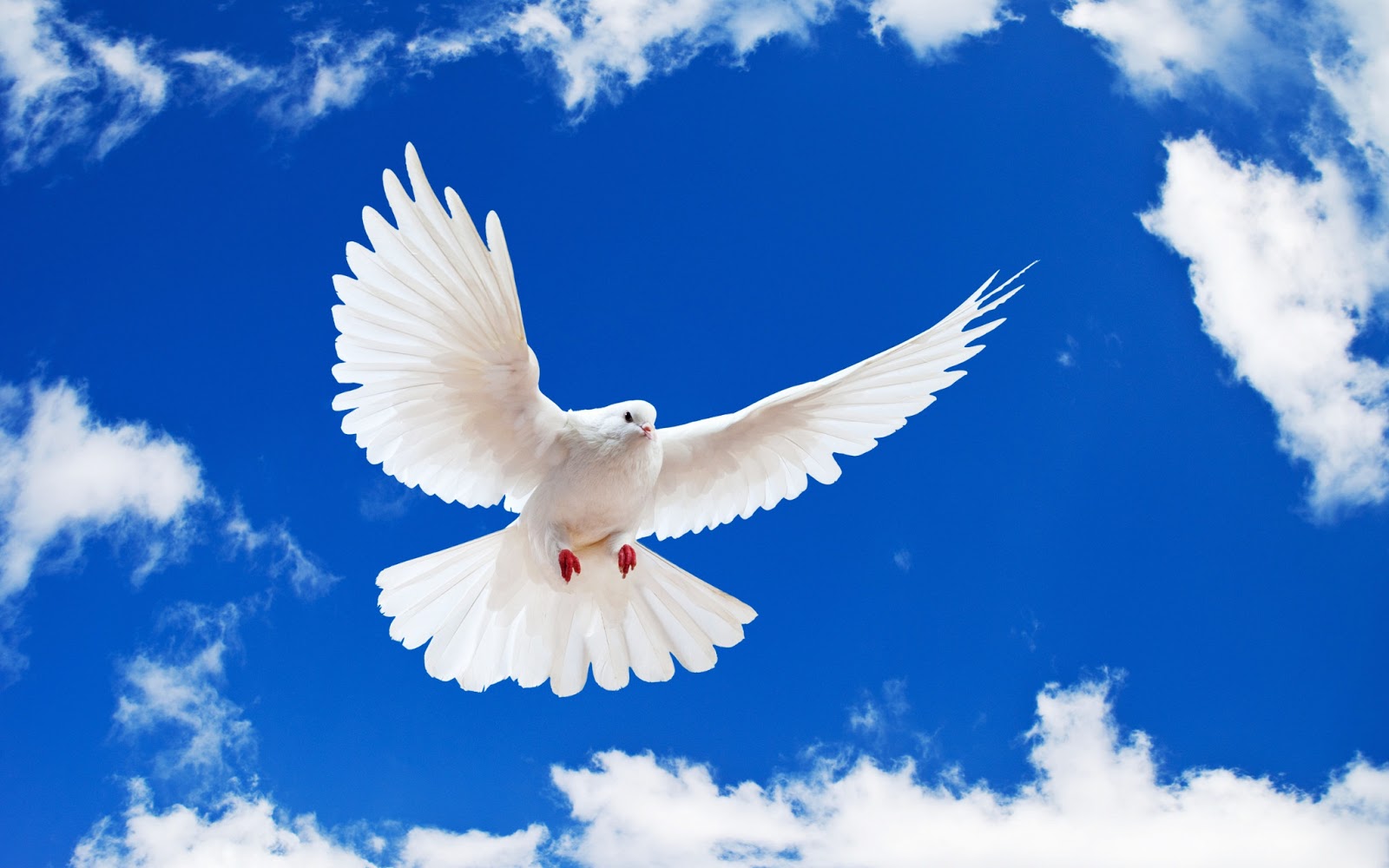 Imagenesd de palomas - Imagui