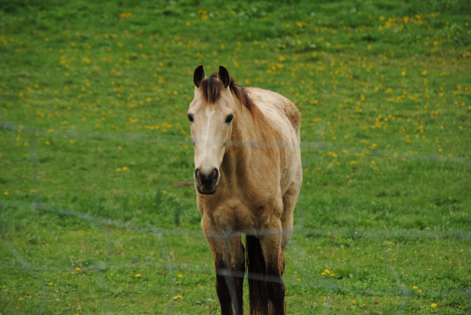 Through My Eyes Skinny Horse