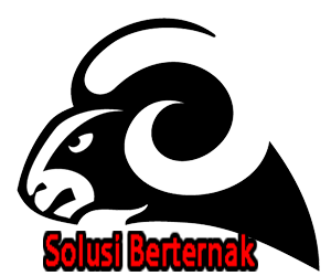 Solusi Berternak