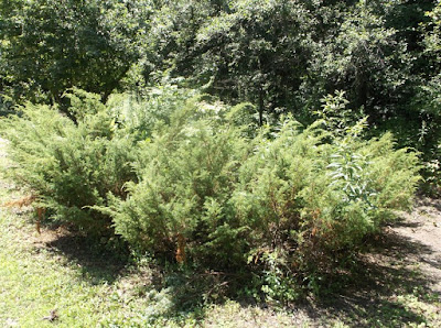 Juniperus Horizontalis Stock Photos Juniperus Horizontalis Stock