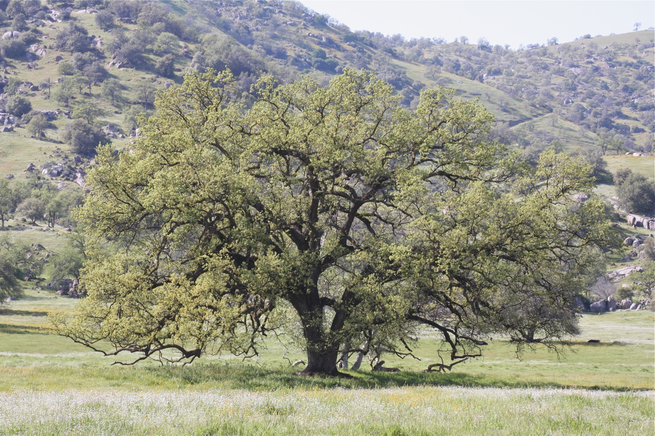 California Valley Oak