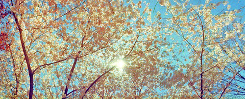 Tumblr Backgrounds,  Tumblr Arka Plan Resimleri, Tumblr Temalar�