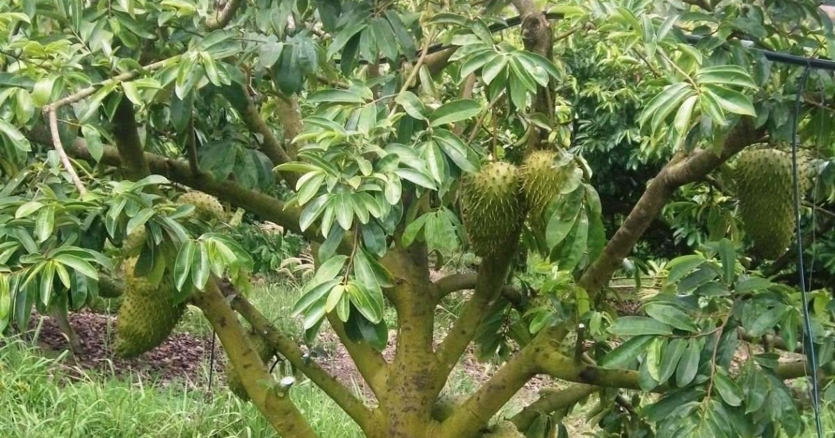 Corpus Perú Arboles del Perú