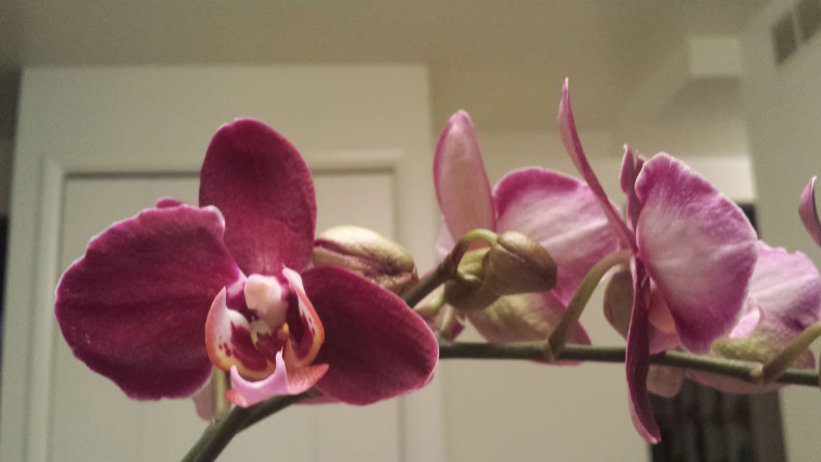 Orchid for the January Cure - The Redd Party Orchid for the January Cure - The Redd Party