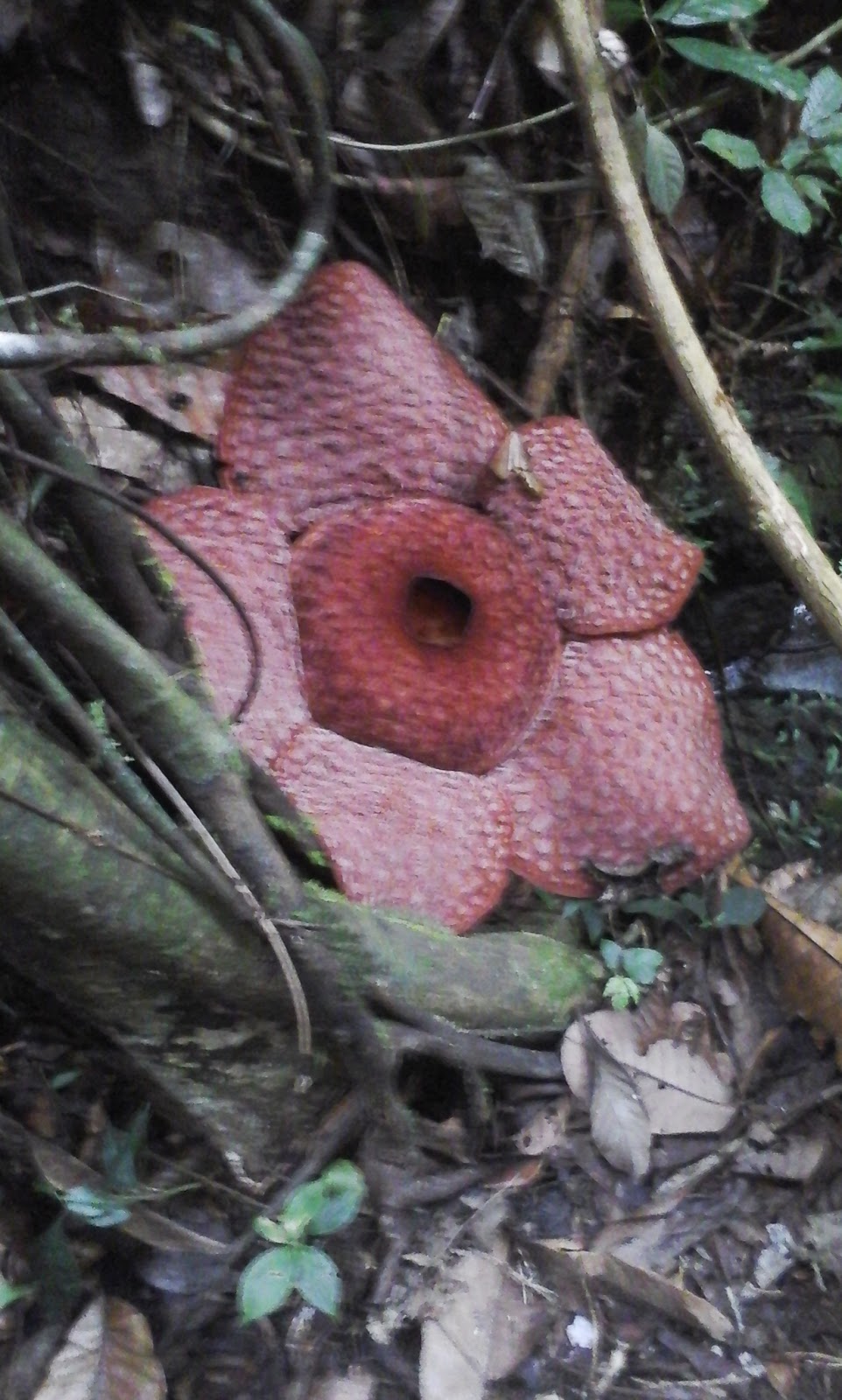 Bunga Raflesia yang juga berbau bangkai dan juga termasuk species bunga amorphophalus titanum adalah bunga langka dan hanya ada di negara indonesia dan juga hanya mekar paling lama 7 hari dan tidak selalu ada yang mekar di lokasi hutan Taman Nasional Gunung Leuser (TNGL) yang ada di wisata batu katak 