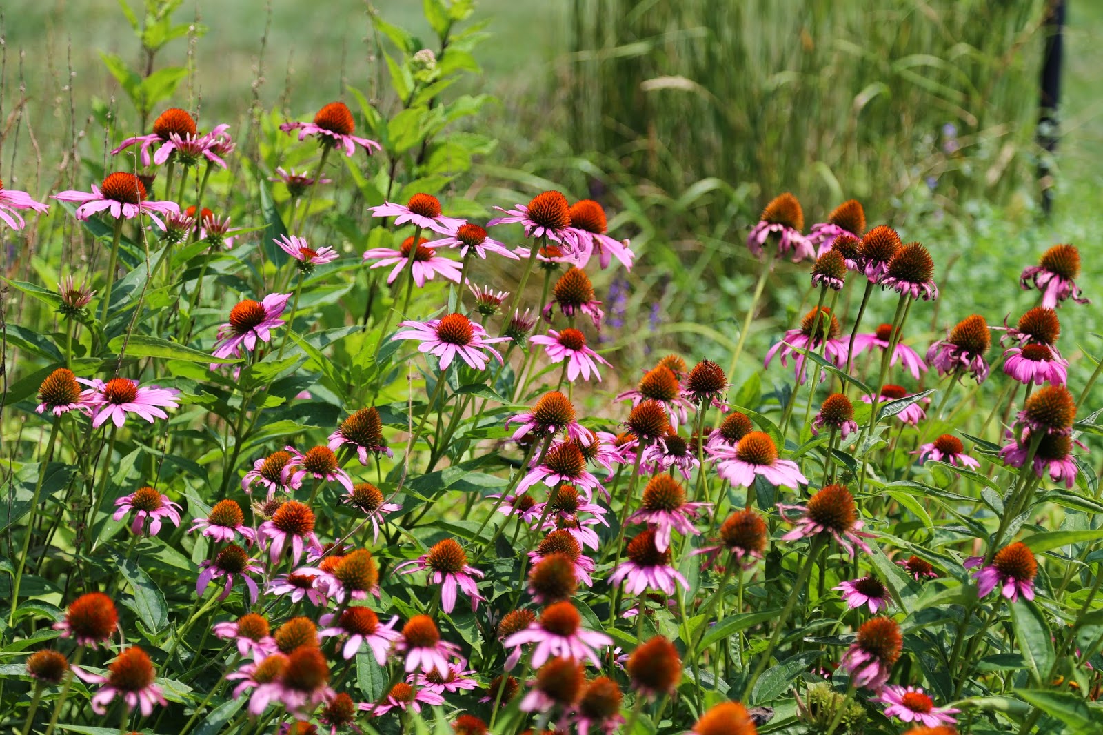 Morris Arboretum Spring Tasks Dividing Perennials