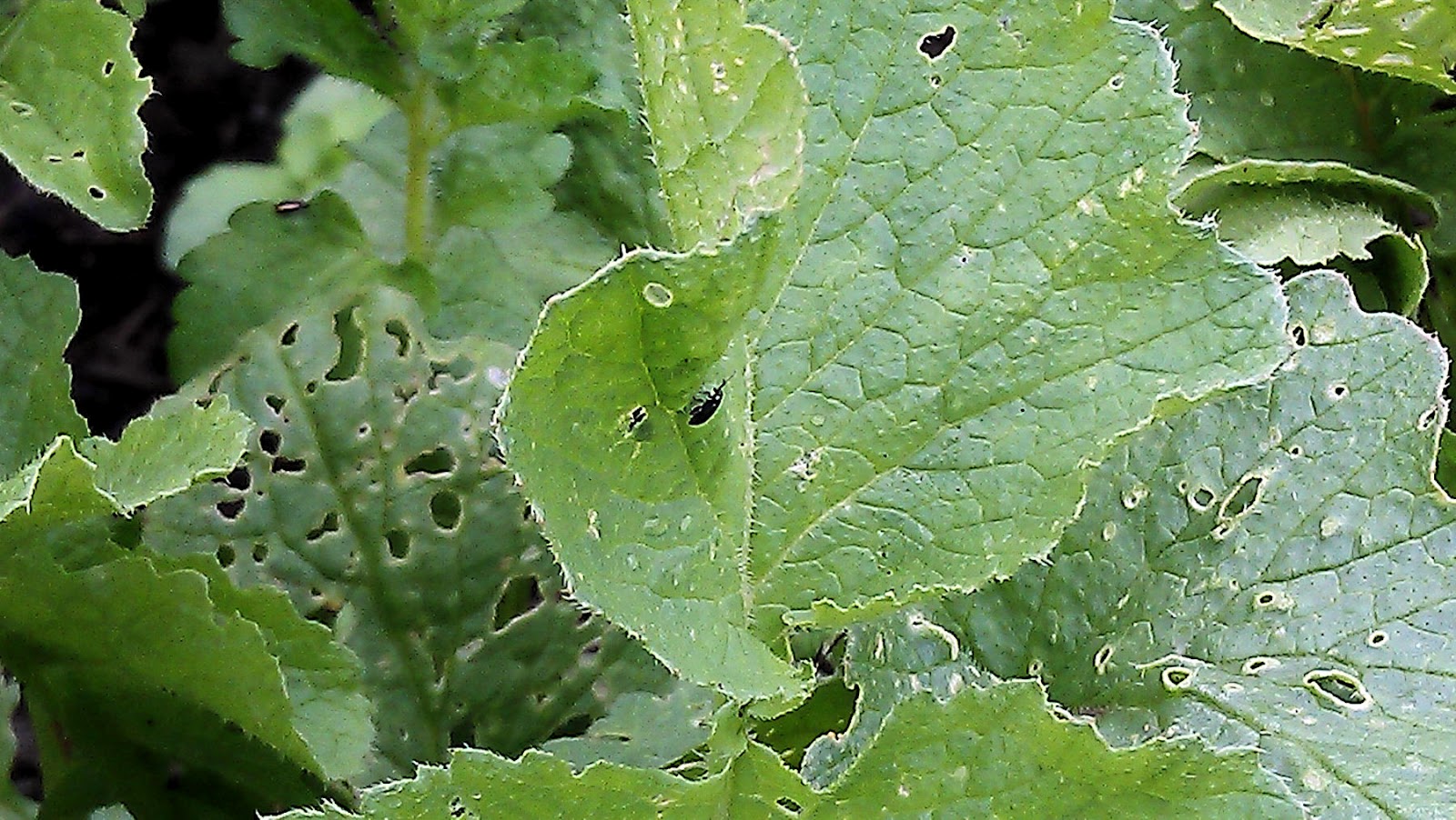 Gourmet Gardening The trouble with radishes