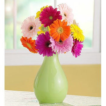 Gerber+daisies+pictures