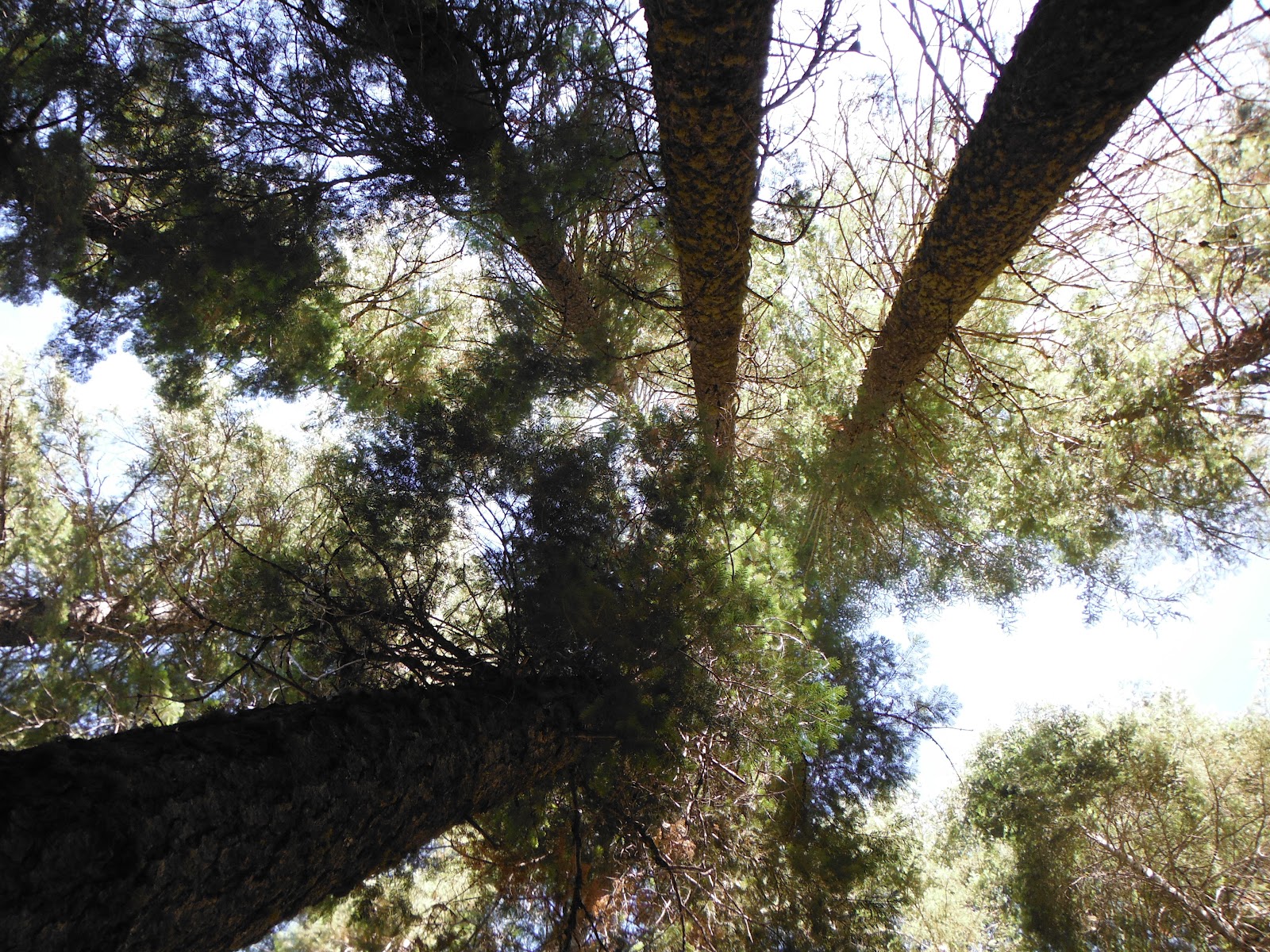 ebook Kindler Kompakt: