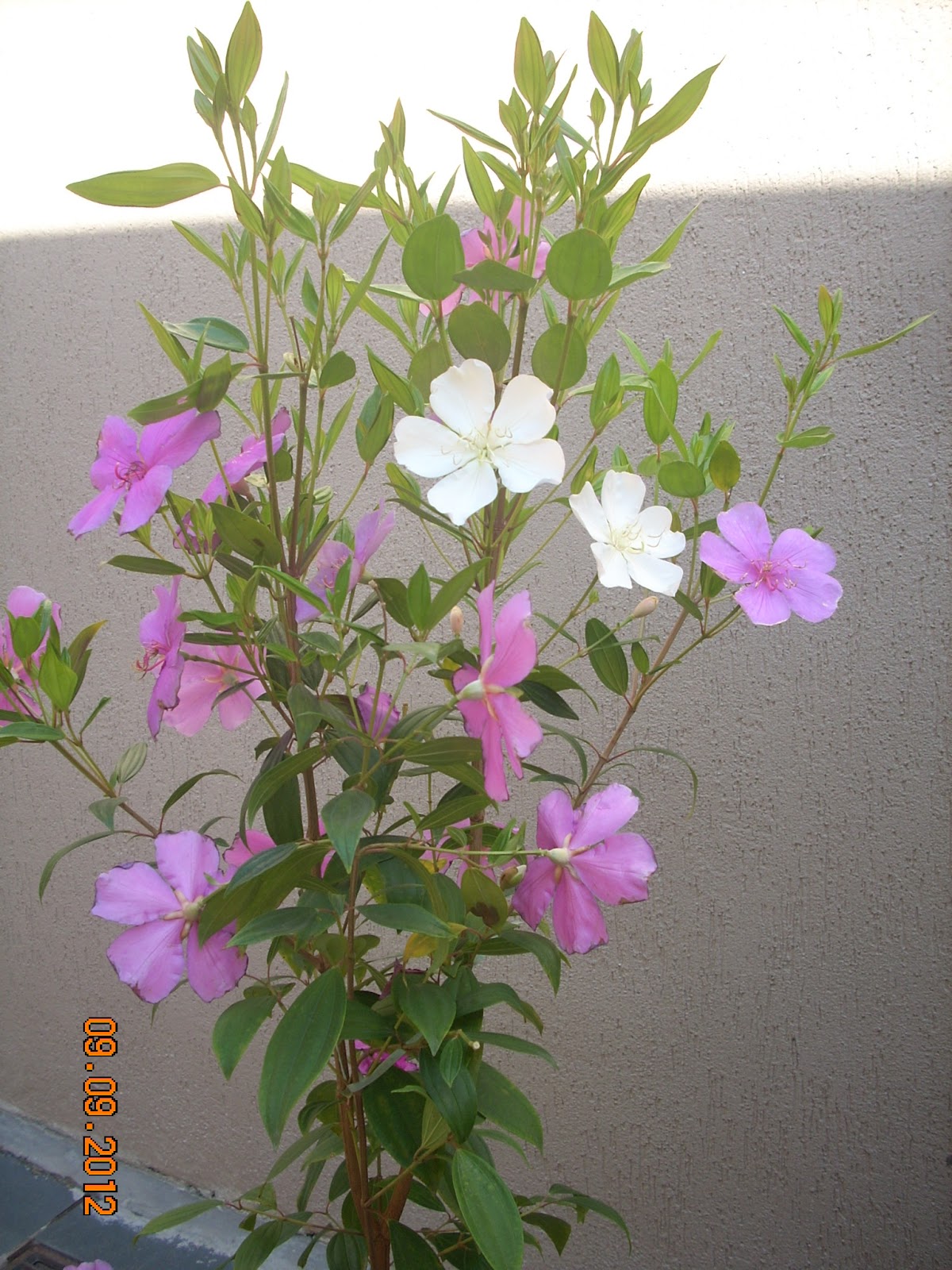 meu quintal meu jardim:Coisas de Ada: Manacá da Serra no meu quintal meu quintal meu jardim:Coisas de Ada: Manacá da Serra no meu quintal