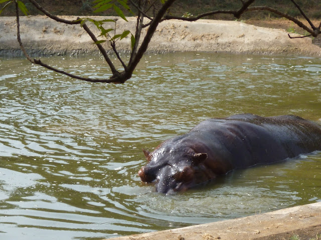 Nandankanan Zoo Puri