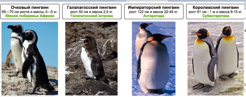 Вибратор Пингвин Форум