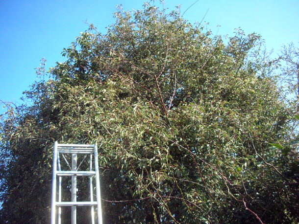 Defining Your Home Garden And Travel No More Invasive Shrubs