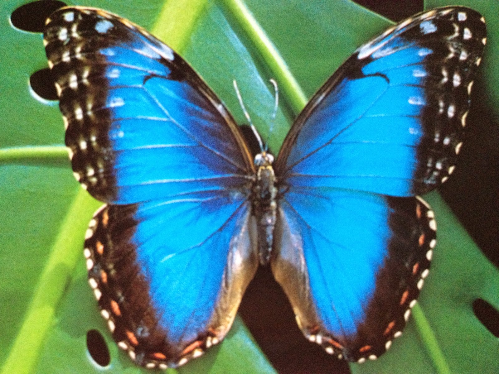 ¡Vamos a Costa Rica! K2 Edition Rainforest Animals