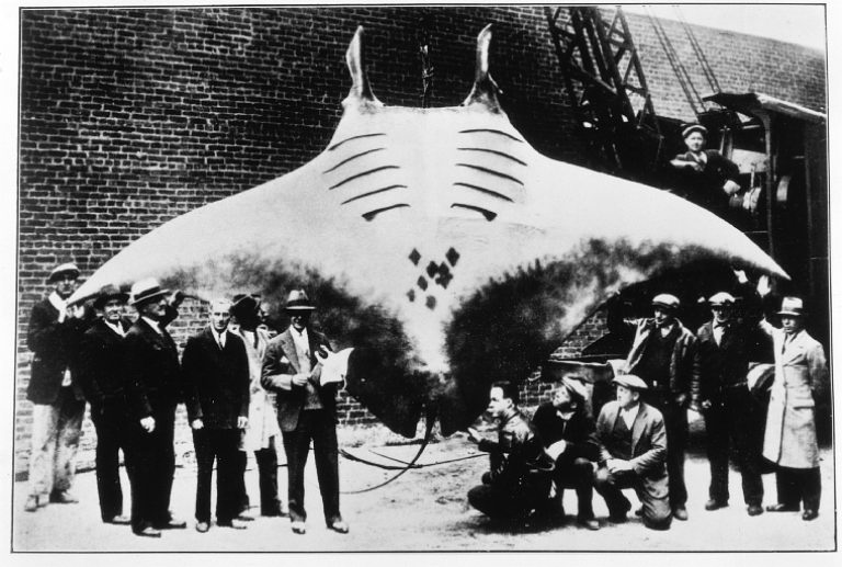 This is not how you should treat a manta ray This is not how you should treat a manta ray