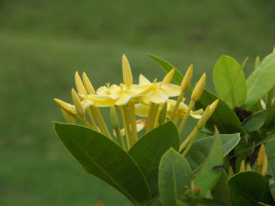 Siantan with yellow color