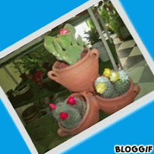 Cactus  y kalanchoe para pequeños regalos