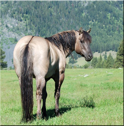 Jaz Ranch Gallery Stallions