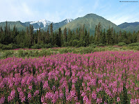 Fireweed, Kluane National Park, Canada wallpapers