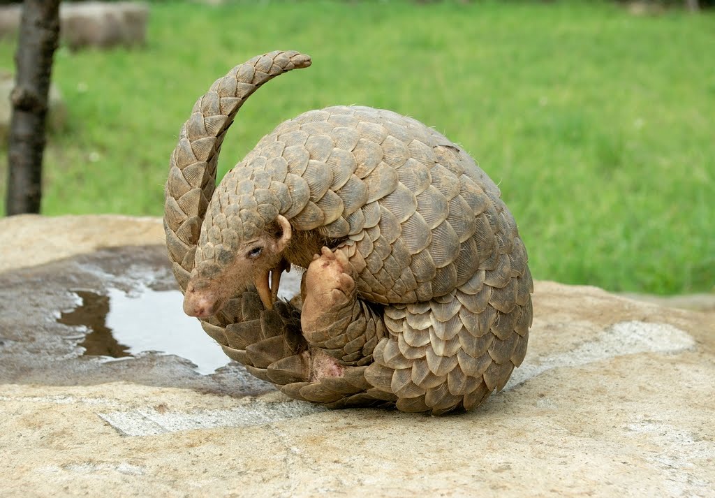 Wildlife of the World: Pangolin Animal Facts & Images 2013