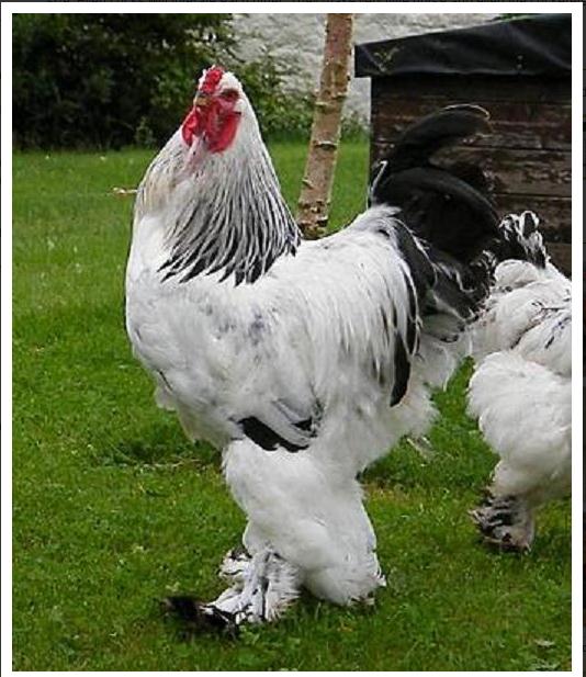 Fujitanesia Ayam Brahma Ayam Pedaging Dan Hias Dari India