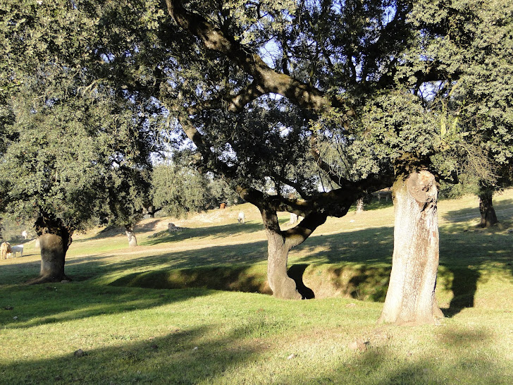 La dehesa de Zahínos