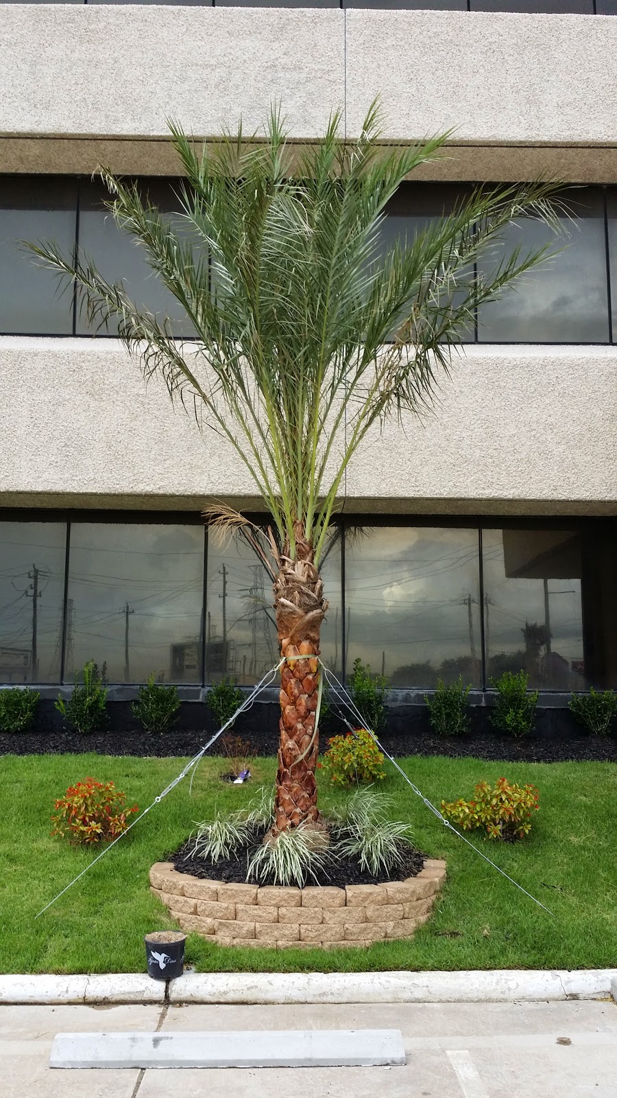 Cold Hardy Palm Trees in Houston Medjool Date Palms Houston TX