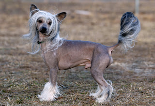 Anjing Chinese Crested