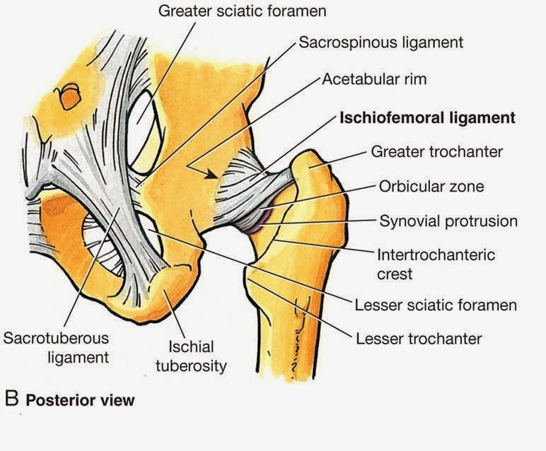 diagram of hip joint labeled pelvis diagram labeled free engine image for diagram of hip joint labeled pelvis diagram labeled free engine image for
