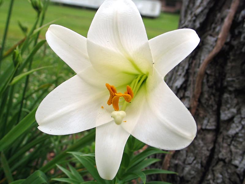 In the Garden and More Plant Your Easter Lily in the Garden