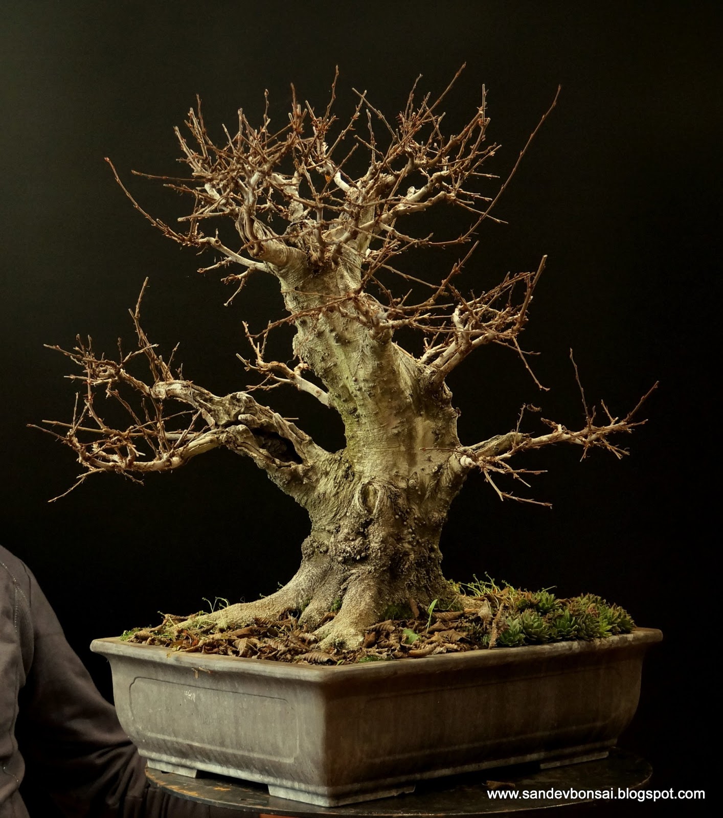 SandevBonsai VIDEO Carpinus orientalis "Killer nebari", Winter session